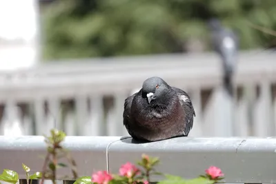 DSCF4771.JPG