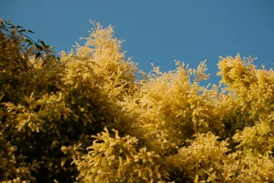DSCF9333.JPG